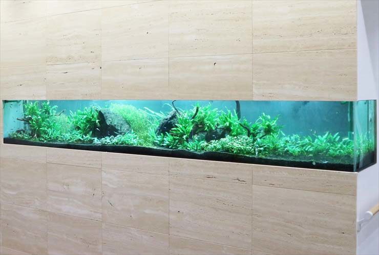 壁面に埋め込まれた横長の水草レイアウト水槽