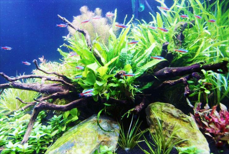 流木と水草のレイアウトを泳ぐネオンテトラの仲間