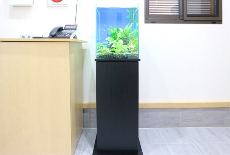 黒い水槽台に設置された水草と小型魚の淡水水槽