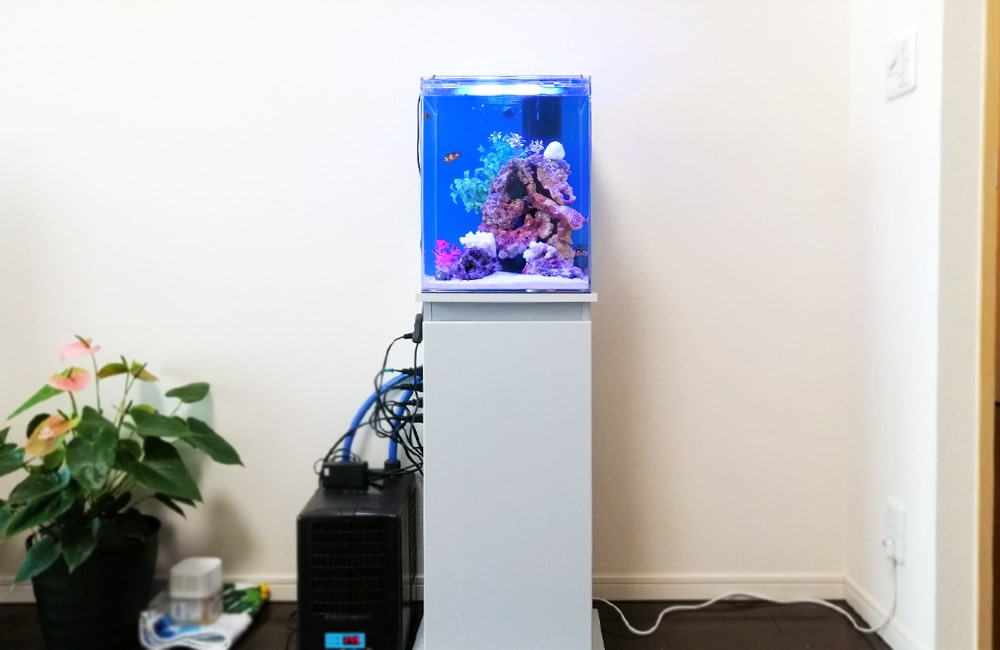 白い水槽台に設置された小型の海水魚水槽と水槽用クーラー