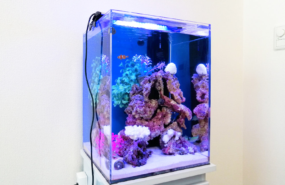 青い照明に照らされた海水魚水槽とライブロックのレイアウト