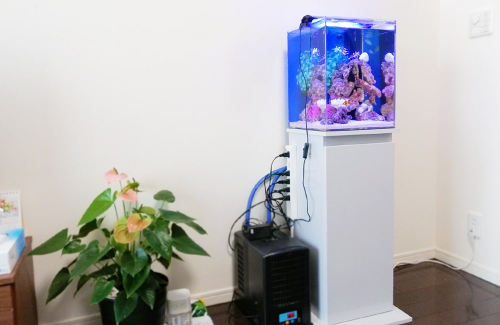 白い水槽台に設置された小型海水魚水槽と観葉植物