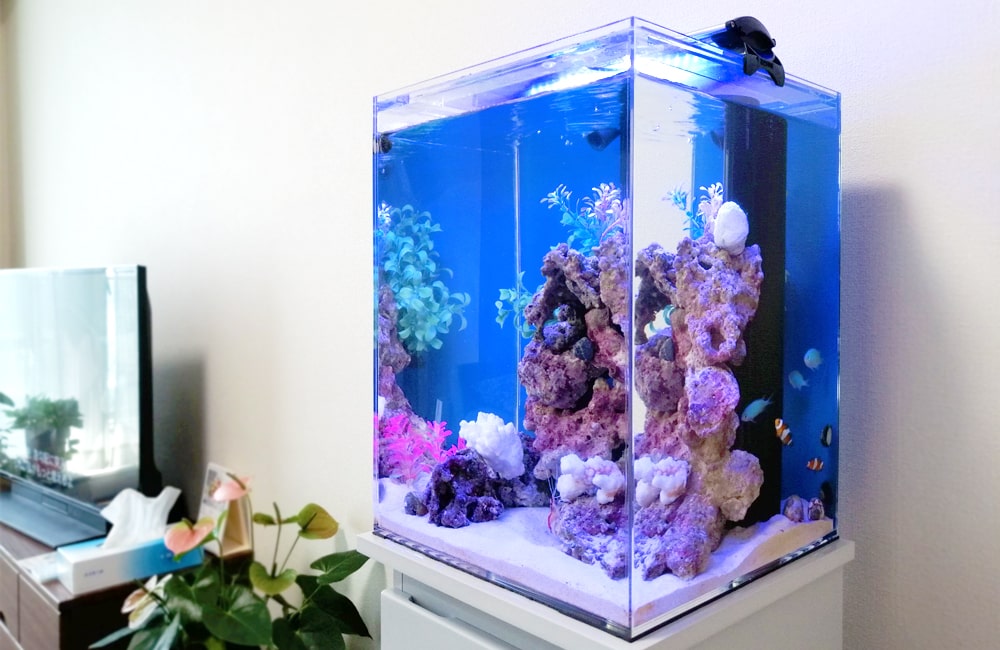 ライブロックと人工水草を配置した海水魚の小型水槽