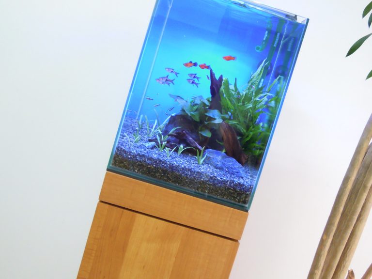 木製台に設置された熱帯魚と水草の小型水槽