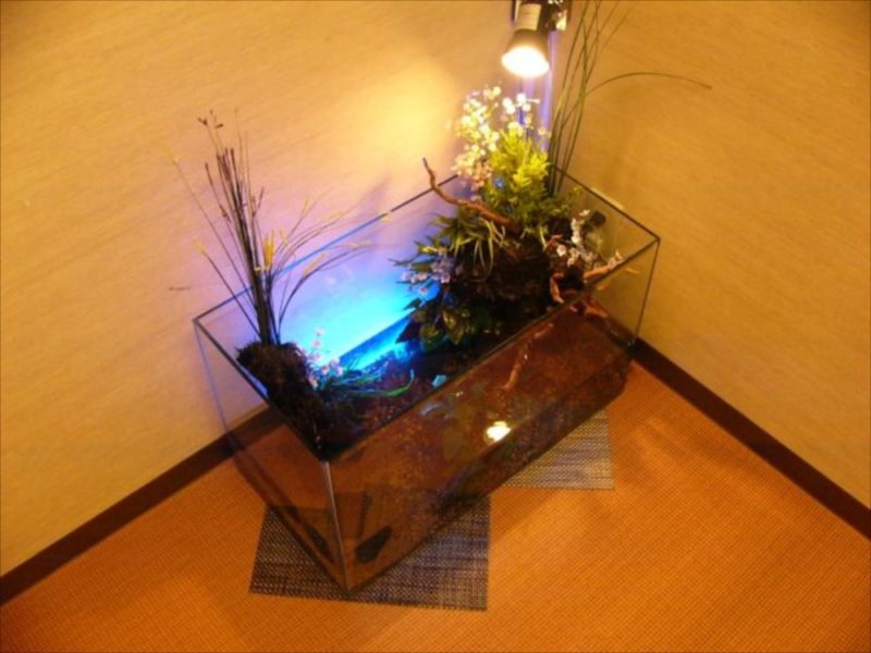 和風フィットネス　健屋 様　アクアテラリウム水槽　レンタル事例 水槽画像01