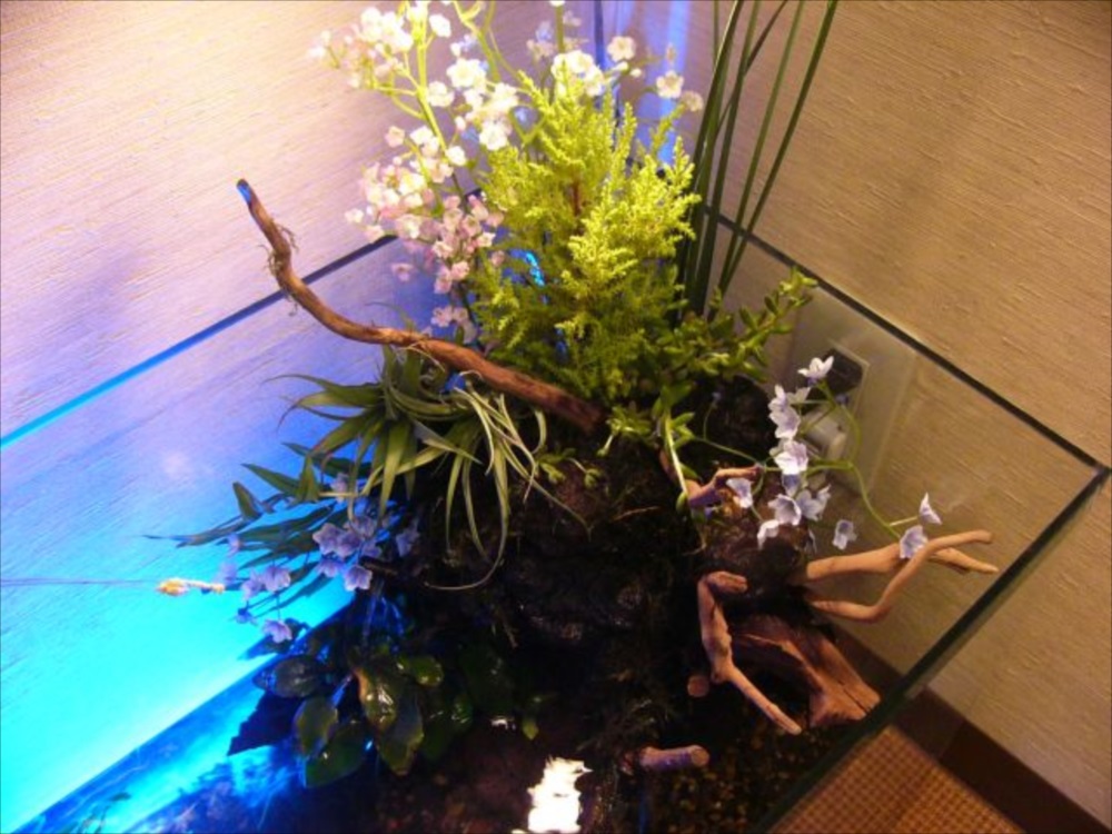 フィットネスクラブ アクアテラリウム水槽 全体画像