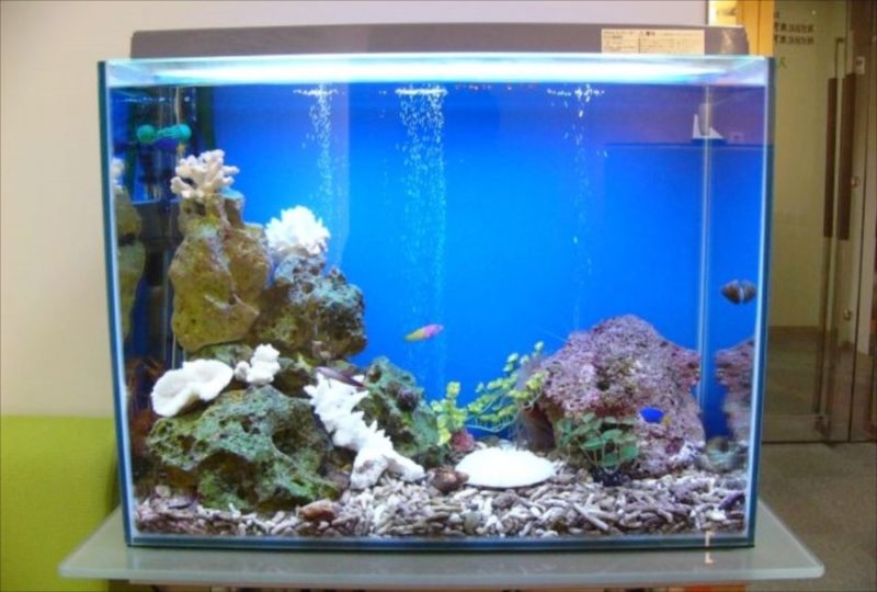 三生管財株式会社 様 60cm海水魚水槽 設置事例 水槽画像3