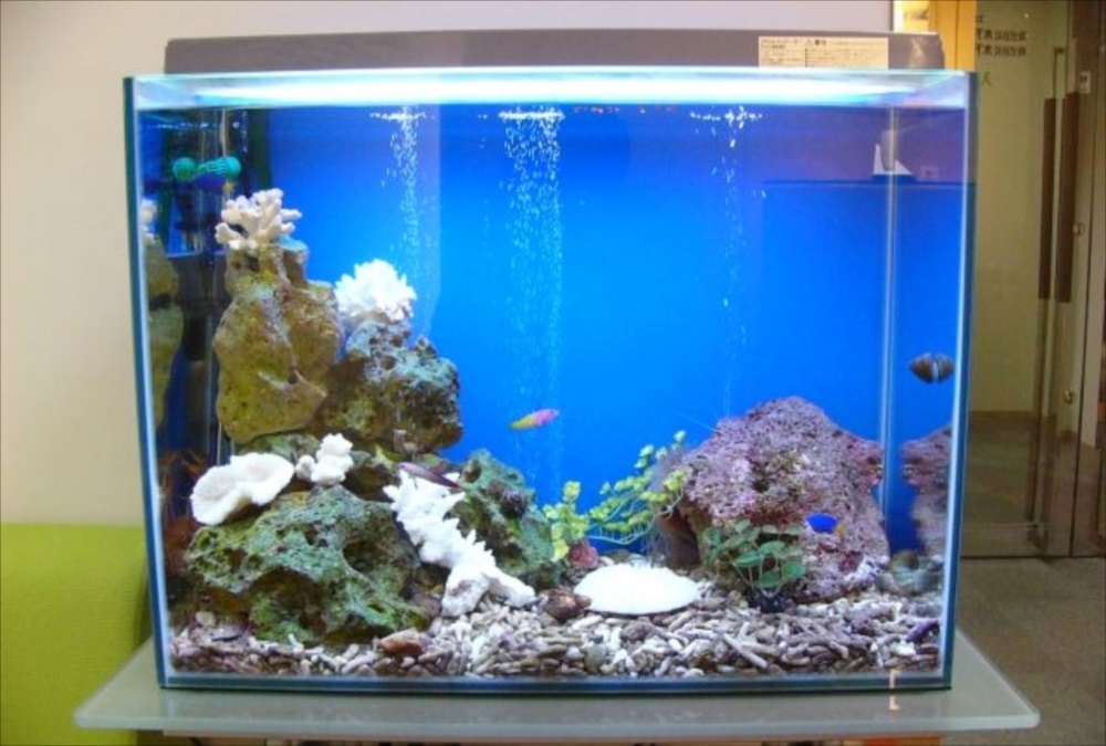 オフィス　60cm海水魚水槽　アップ画像