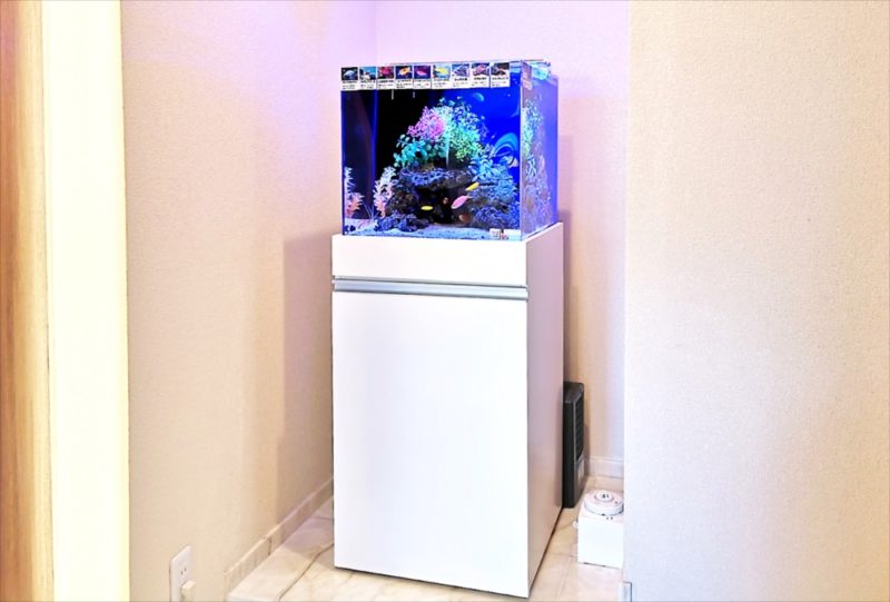 法務事務所 45cm海水魚水槽 レンタル事例 その後 水槽画像1