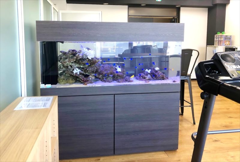オフィス事務所 大型150cm海水魚水槽 レンタル事例 水槽画像1