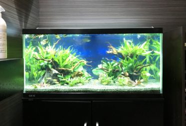 オフィス　90cm淡水魚水槽　水槽リニューアル・メンテンナス事例