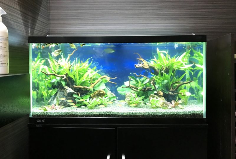 オフィス 90cm淡水魚水槽 水槽リニューアル・メンテンナス事例 水槽画像1