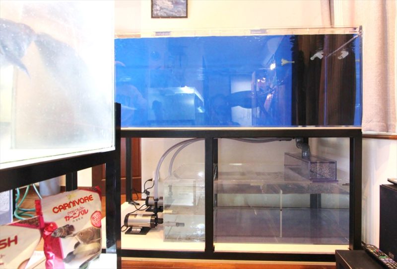 個人宅 アロワナ 大型水槽 販売・設置事例 水槽画像2