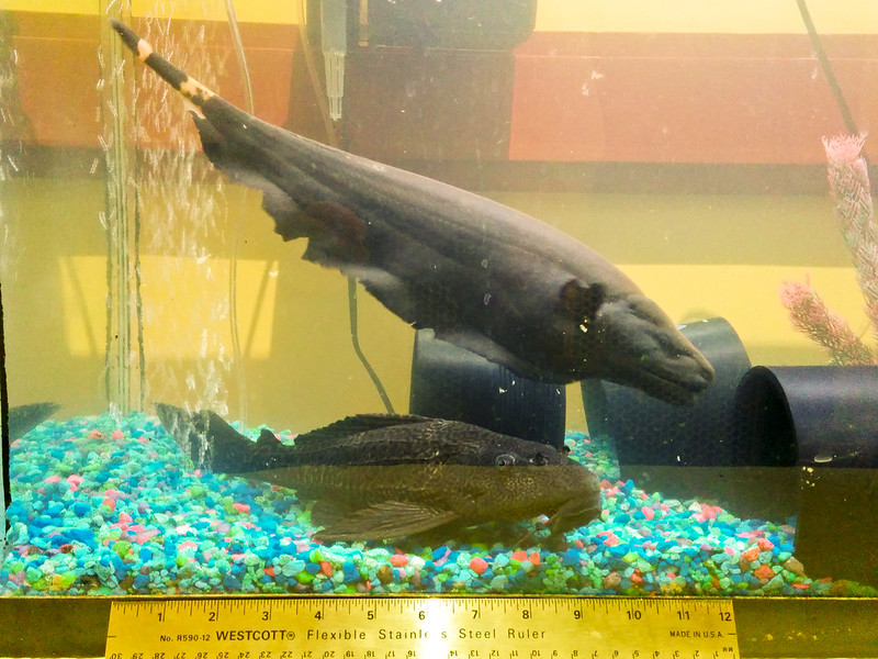 水槽内を泳ぐ黒い大型魚と底にいるプレコの仲間