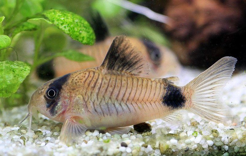 砂利の上を泳ぐコリドラスの仲間と水草の葉