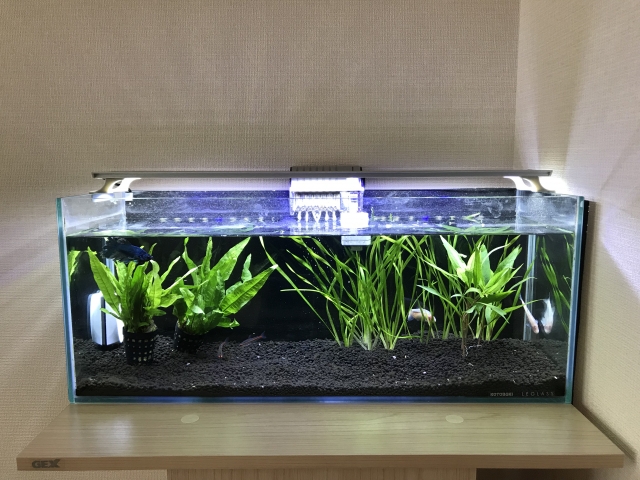 黒ソイルに水草を植えた横長の水槽とLEDライト