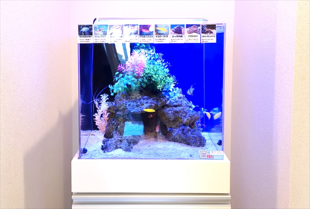 岩組と人工水草で飾られた海水魚水槽と魚の紹介パネル