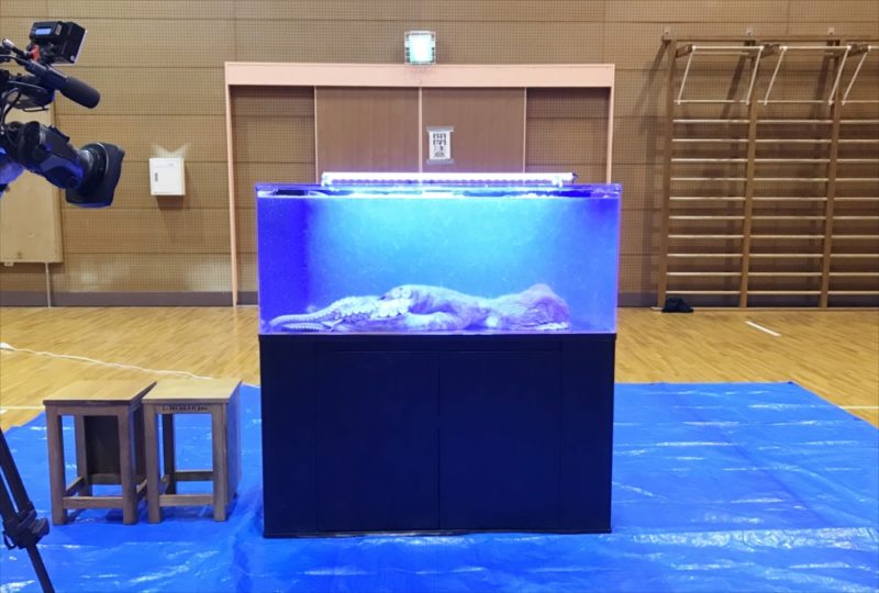 朝日放送テレビ『探偵ナイトスクープ』 タコ水槽 短期レンタル事例 水槽画像2