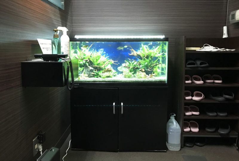 オフィス 90cm淡水魚水槽 水槽リニューアル・メンテンナス事例 水槽画像2