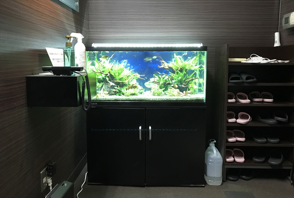 オフィス事務所　90cm淡水魚水槽　リニューアル　全体画像
