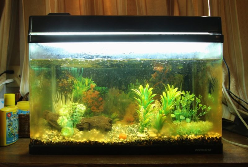 杉並区個人宅 60cm淡水魚水槽 スポットメンテナンス事例 水槽画像4
