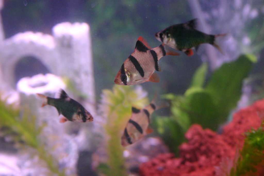 水槽内を泳ぐ縞模様の熱帯魚と水草や白いオブジェ