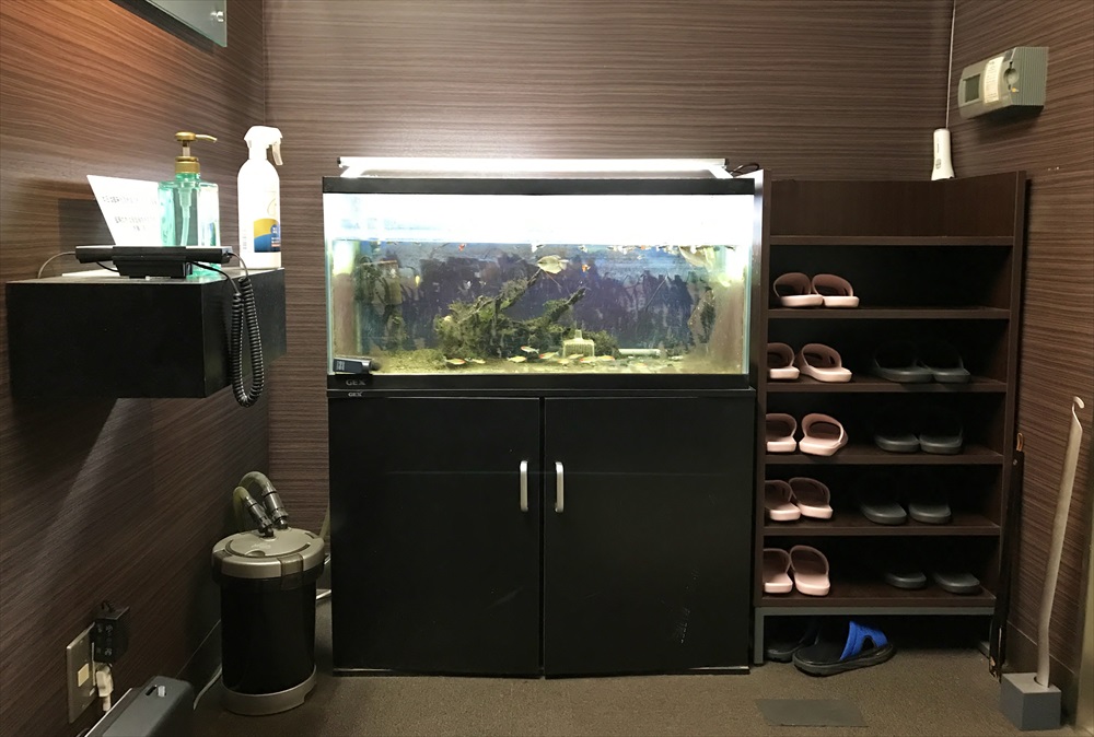 オフィス事務所　90cm淡水魚水槽　リニューアル　コケ画像