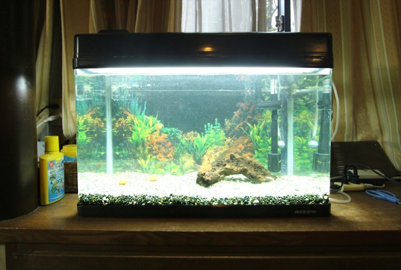 杉並区個人宅 60cm淡水魚水槽 スポットメンテナンス事例 水槽画像3
