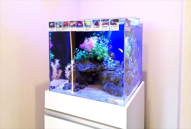 法務事務所 45cm海水魚水槽 レンタル事例 その後 水槽画像4