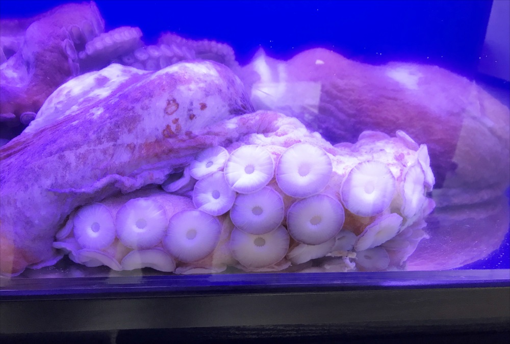テレビ番組　120cm海水魚水槽　タコ画像