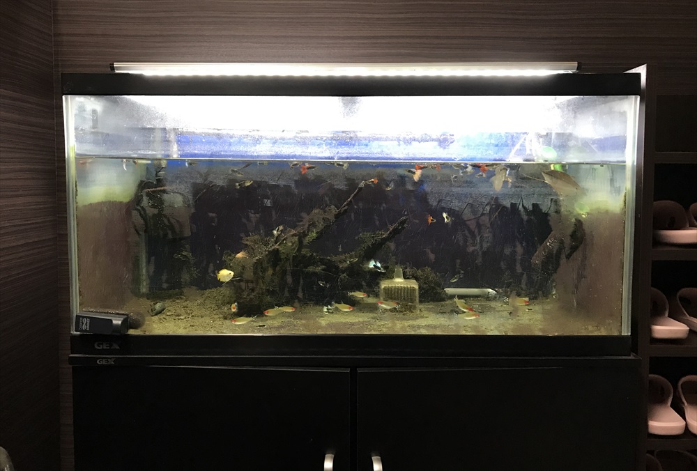 オフィス事務所　90cm淡水魚水槽　リニューアル　レイアウト画像