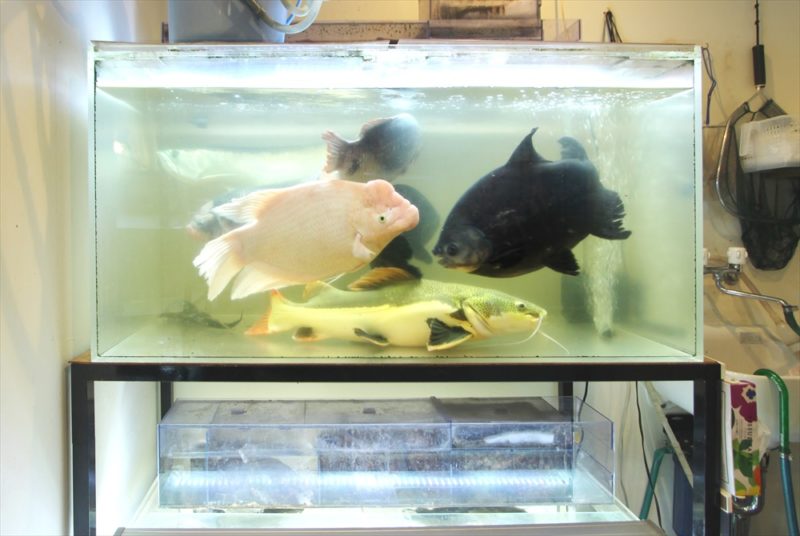 個人宅 アロワナ 大型水槽 販売・設置事例 水槽画像4