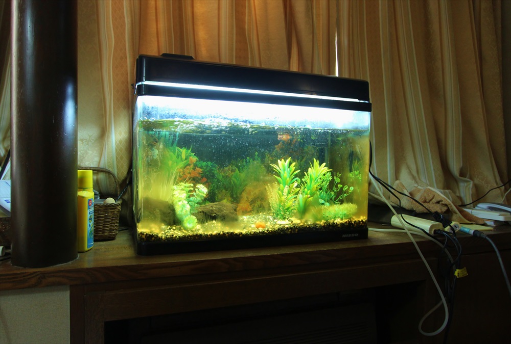 60cm淡水魚水槽 スポットメンテナンス コケ画像