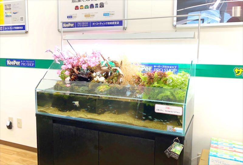 桜のレイアウト!120cmアクアテラリウム水槽 水槽レンタル事例 水槽画像4