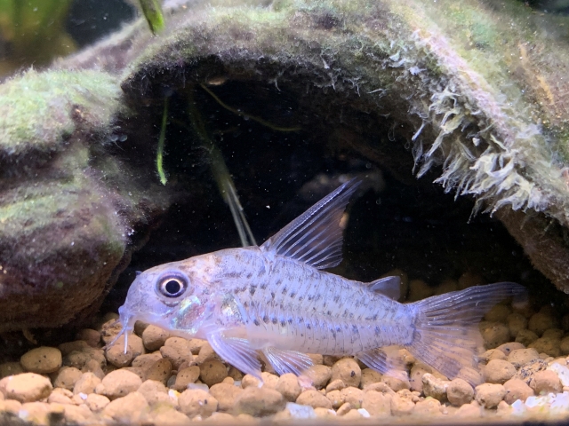 水槽を掃除してくれる生物は何がいる?エビ、貝、魚全部紹介【完全版】のサムネイル画像