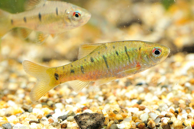 砂利の上を泳ぐ黒い斑点模様のある小型淡水魚の仲間