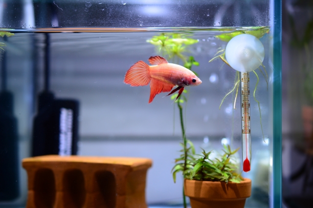 水槽内を泳ぐ赤いベタと水温計や水草のレイアウト