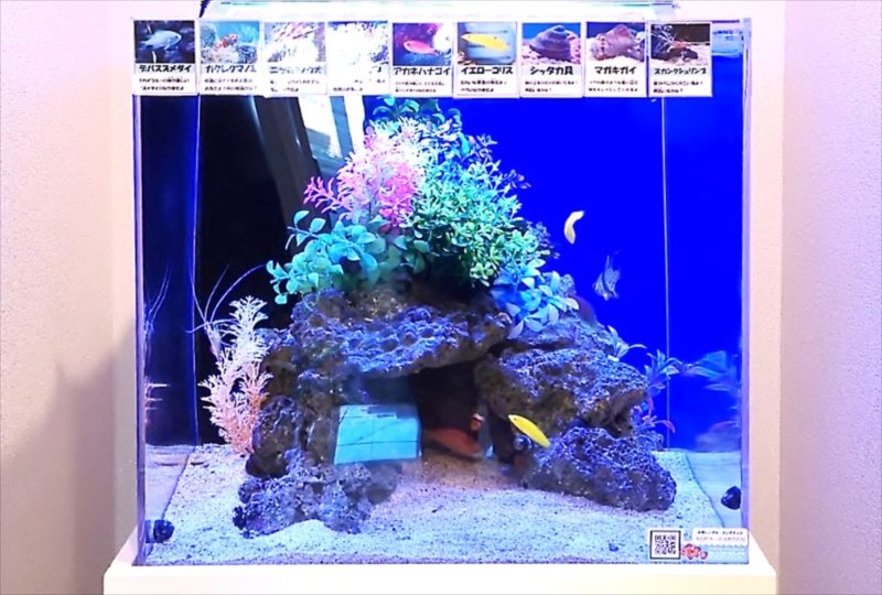 法務事務所 45cm海水魚水槽 レンタル事例 その後 水槽画像5