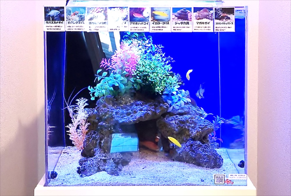 オフィス 受付 45cm海水魚水槽 正面アップ画像