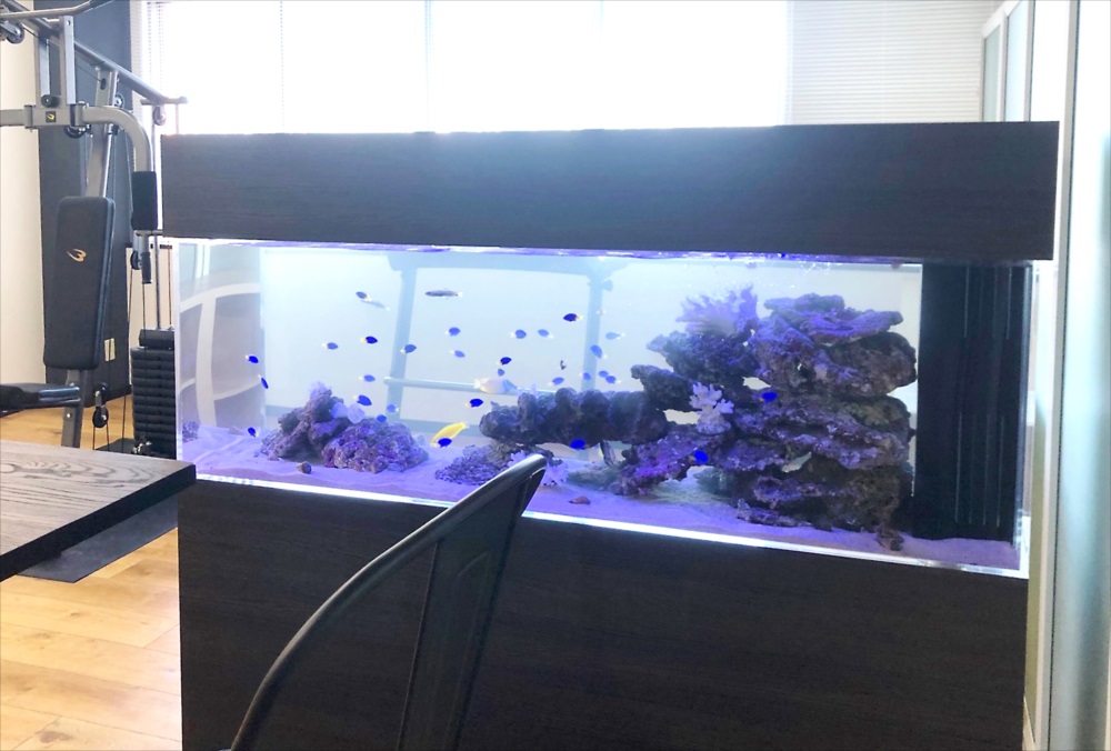 オフィス事務所 150cm海水魚水槽 生体画像