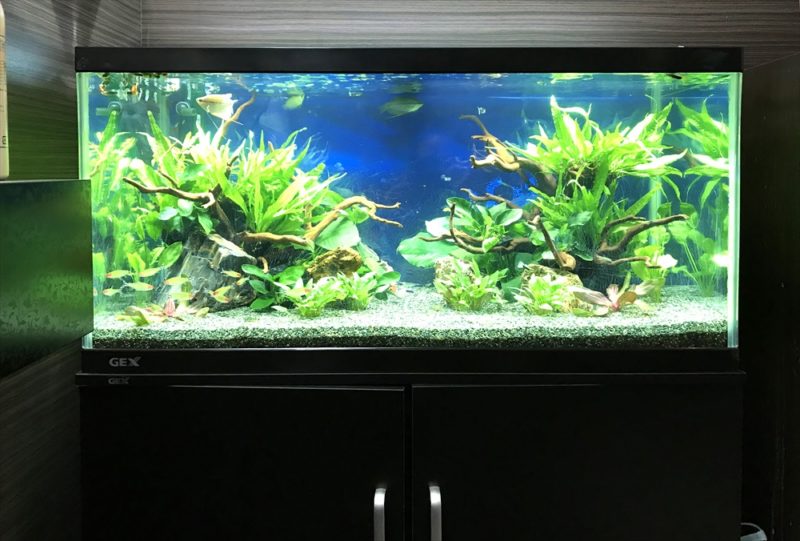 オフィス 90cm淡水魚水槽 水槽リニューアル・メンテンナス事例 水槽画像4
