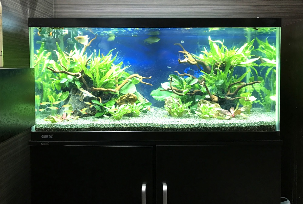 オフィス事務所　90cm淡水魚水槽　リニューアル　水草レイアウト画像