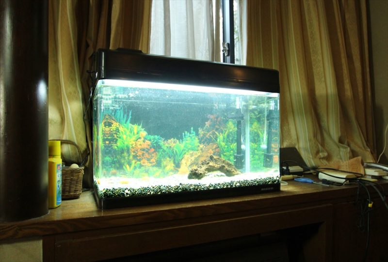 杉並区個人宅 60cm淡水魚水槽 スポットメンテナンス事例 水槽画像1