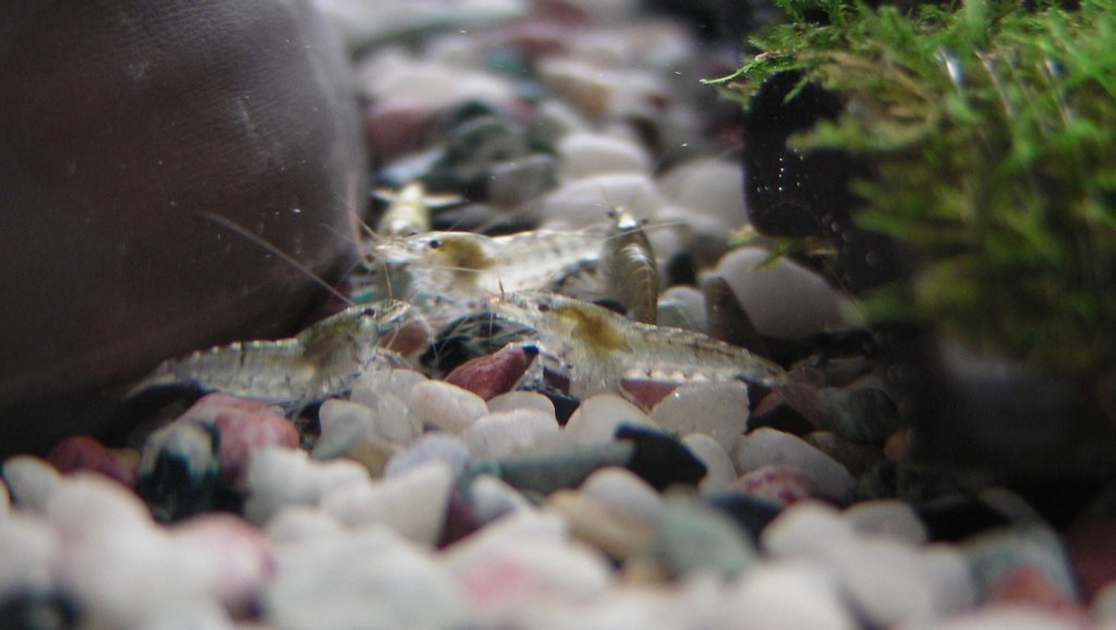 砂利の上で群れる数匹の淡水エビと水草の茂み