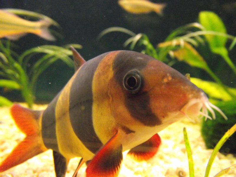 水槽内を泳ぐ縞模様の熱帯魚と背景の水草