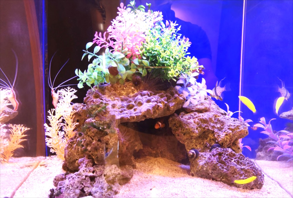 オフィス 受付 45cm海水魚水槽 生体画像
