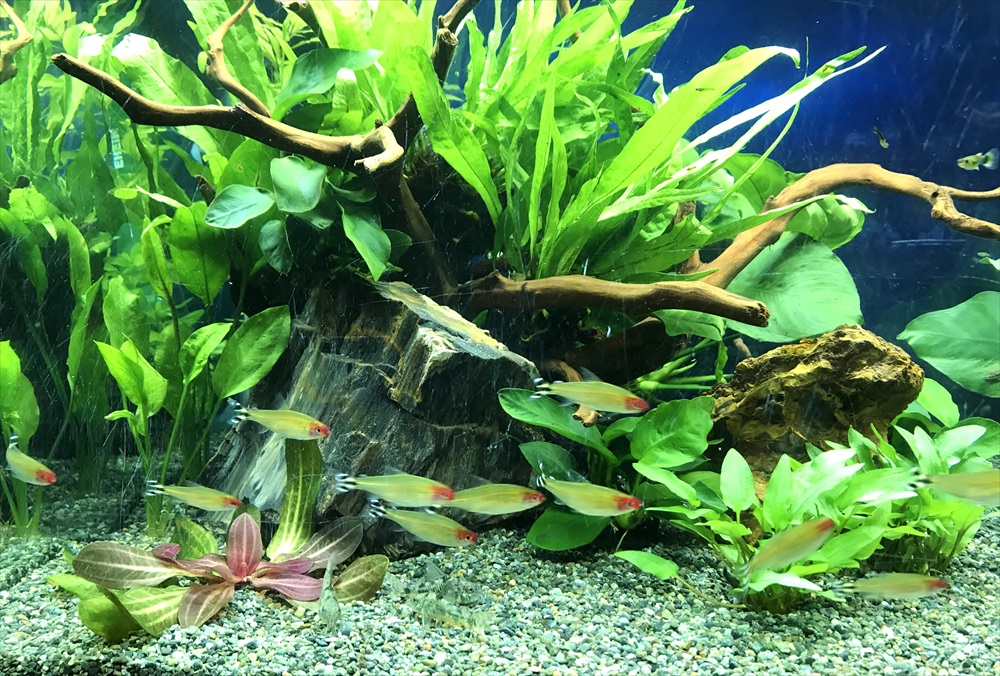 オフィス事務所　90cm淡水魚水槽　リニューアル　熱帯魚画像