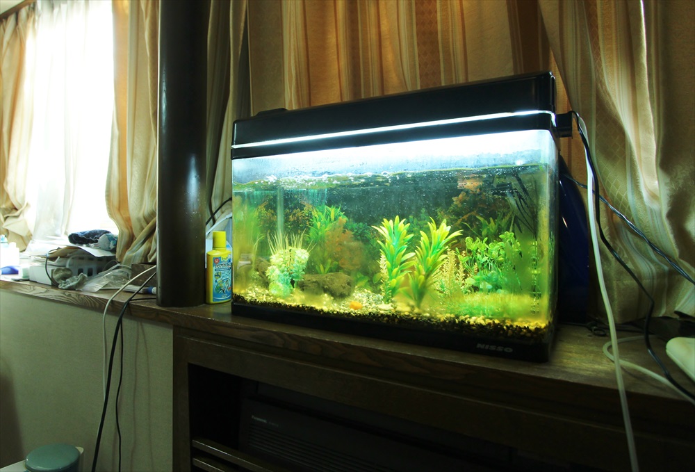 60cm淡水魚水槽 スポットメンテナンス 苔画像
