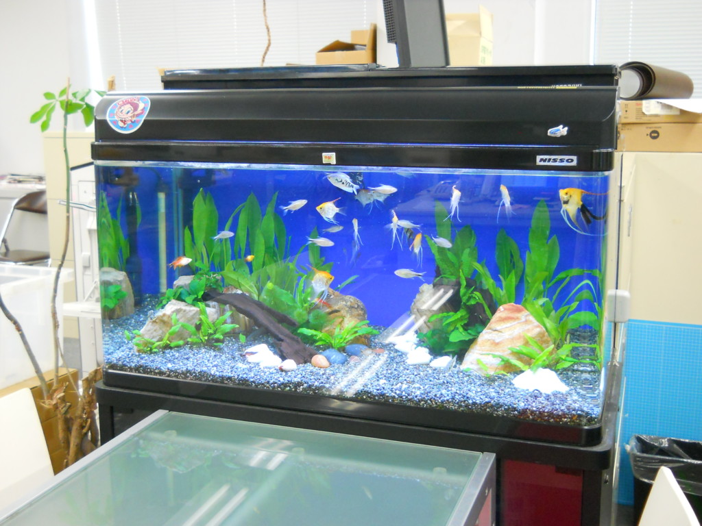 エンゼルフィッシュが泳ぐ青い背景の大型水槽レイアウト
