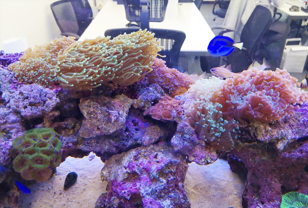 オフィス 大型サンゴ水槽 熱帯魚画像